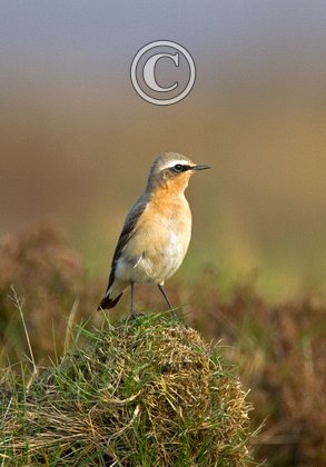 Wheatear DM0994